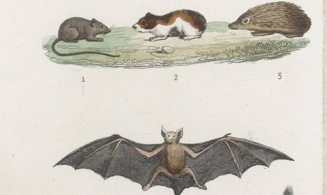 Illustration extraite du Petit Buffon illustré, histoire naturelle des quadripèdes, 1844 - source : Gallica-BnF