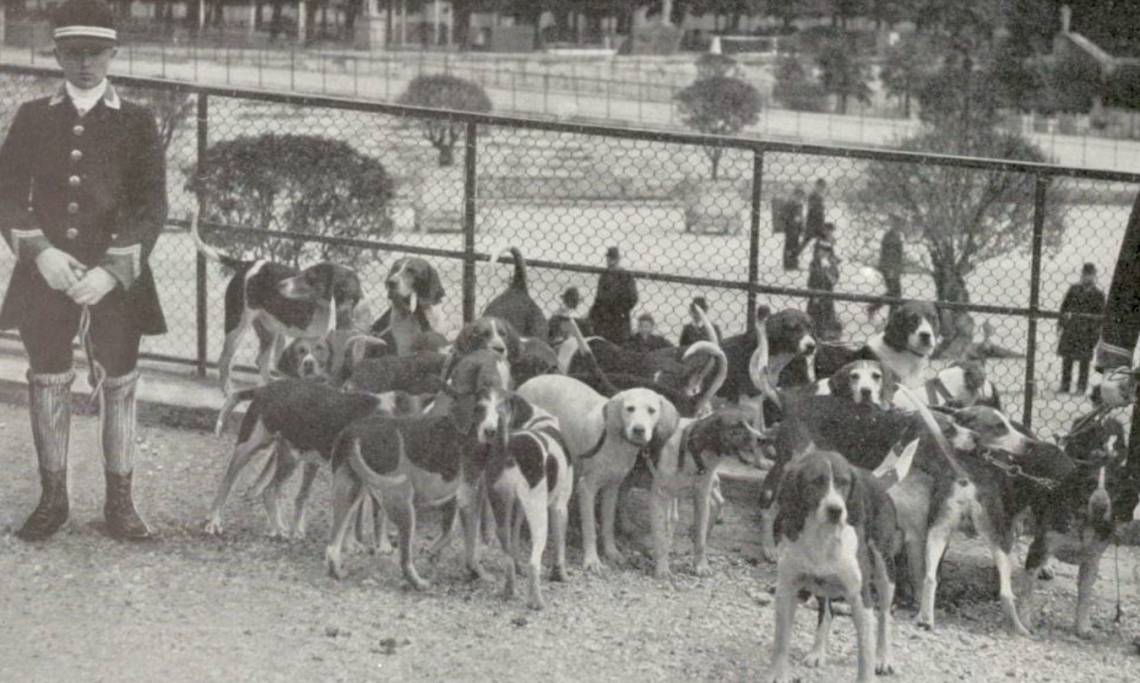 « Meute de vingt-cinq harriers-beagles, à M. le prince Henri de la Tour d’Auvergne », Les Sports modernes, 1905 - source : RetroNews-BnF