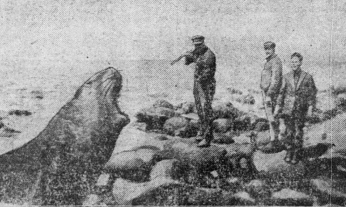 Chasseurs de phoque sur les rives de la minuscule île volcanique de Saint-Paul, L’Ouest-Eclair, 1931 – source : RetroNews-BnF