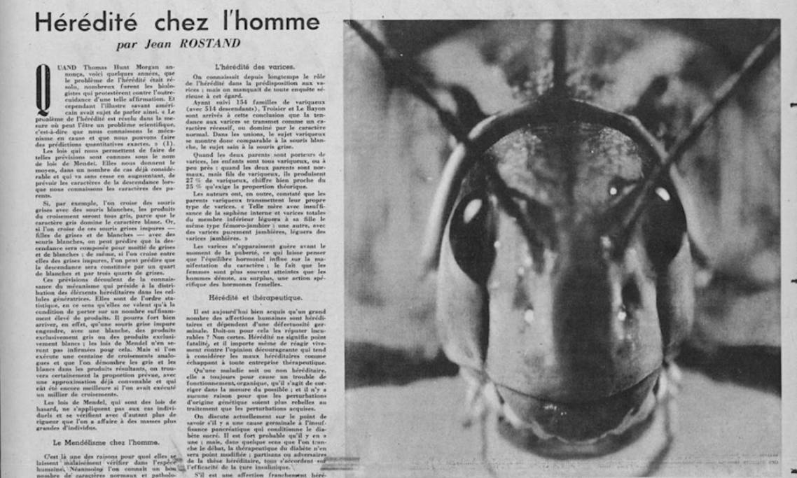 « Hérédité chez l'homme », article rédigé par Jean Rostand, hérault médiatique du transhumanisme, Marianne, 1937 - source : RetroNews-BnF