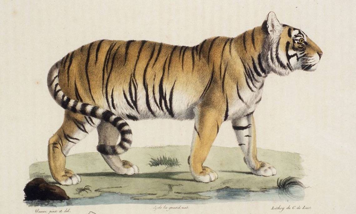 Tigre royal, femelle, dessin de Wermer, « Histoire naturelle des mammifères », 1819 - source : Gallica-BnF
