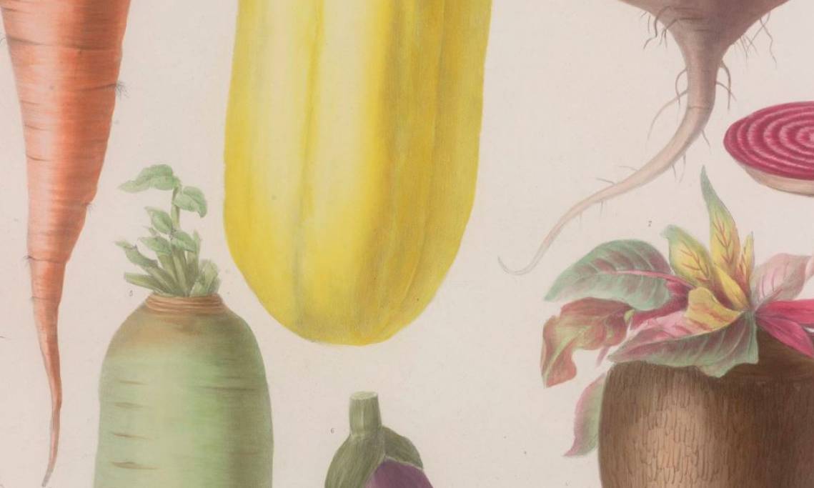 Album Vilmorin : fleurs rustiques, annuelles et vivaces, légumes et plantes fourragères, peinture d'Elisa-Honorine Champin, 1861 - source : Gallica BnF