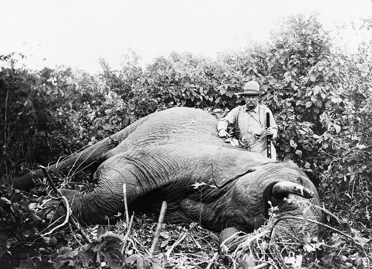 Theodore Roosevelt à côté d'un éléphant abattu - Cultea