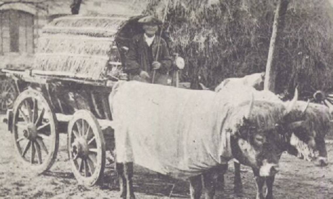 Pyrénées : Attelage de bovins du pays béarnais, circa 1910 - source : Gallica-Bibliothèque Pireneas