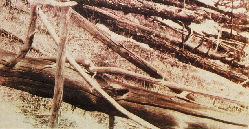 D'après les estimations, 60 millions d'arbres ont été arrachés par le souffle de l'évènement, 1927 - source : WikiCommons