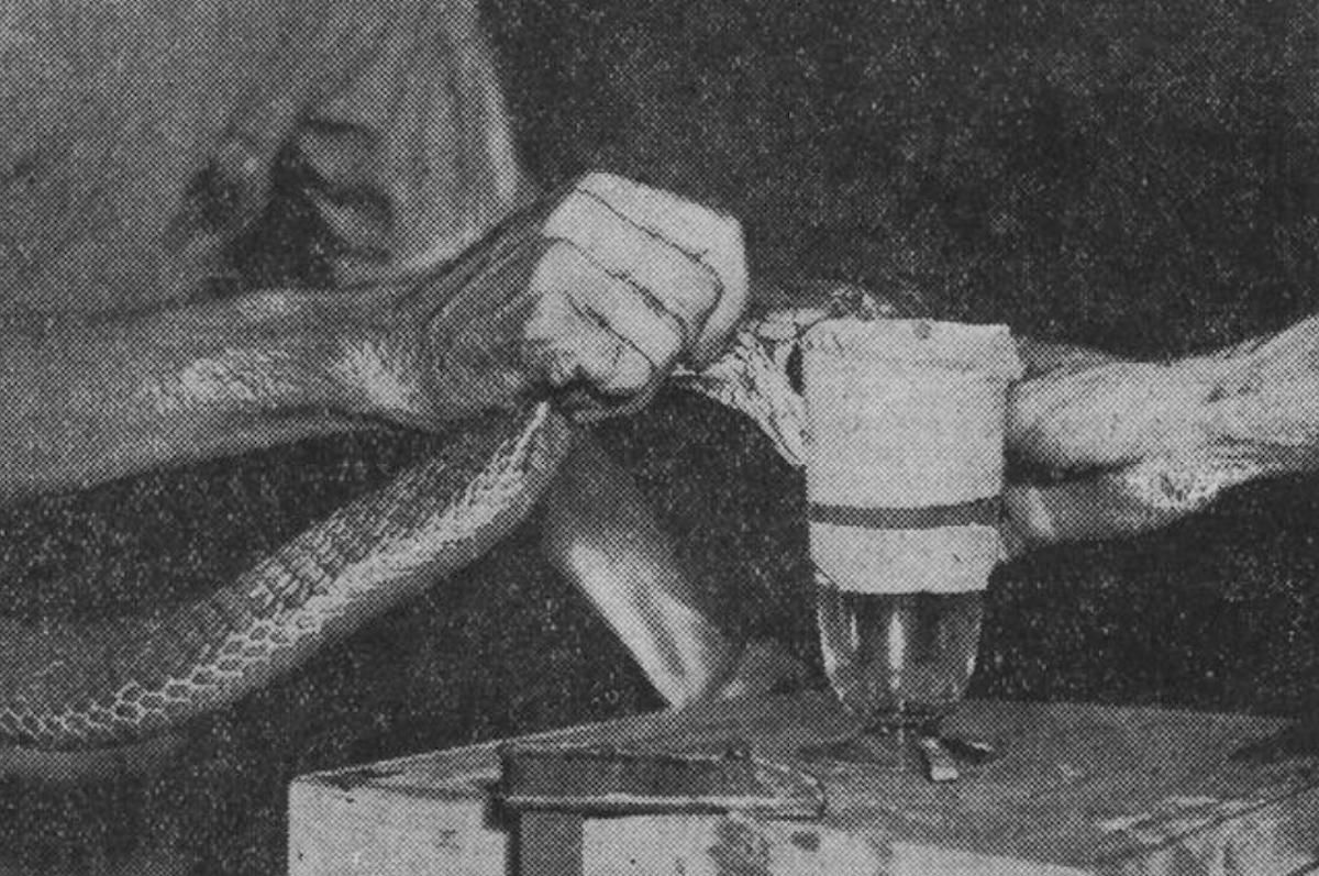 Un groupe d'occultistes lyonnais forçant une vipère à cracher du venin, Paris-Soir, 1936 - source : RetroNews-BnF
