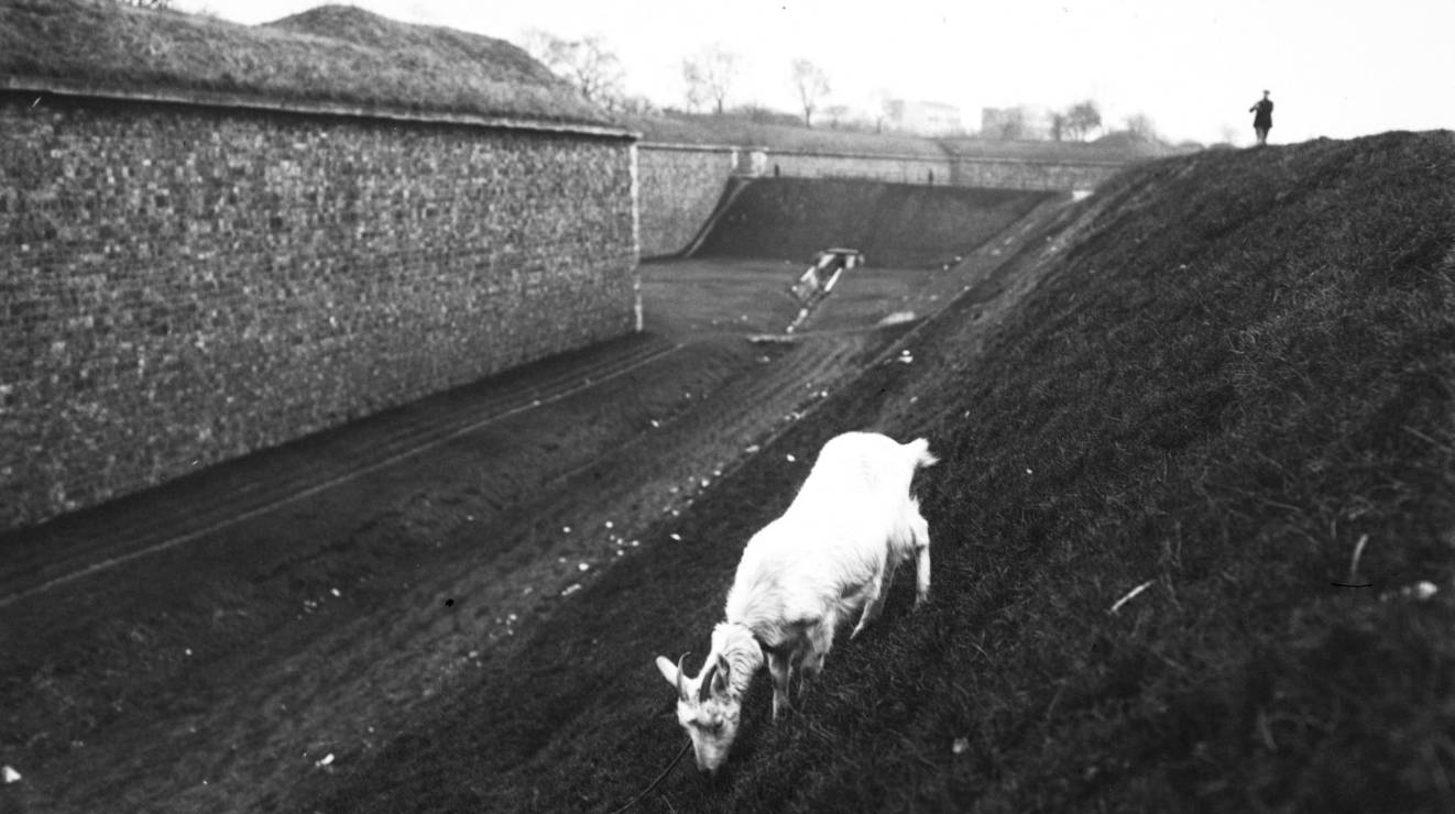 Chèvre broutant l'herbe d'un talus de défense sur les fortifications, Agence Rol, 1913 – source : Gallica-BnF