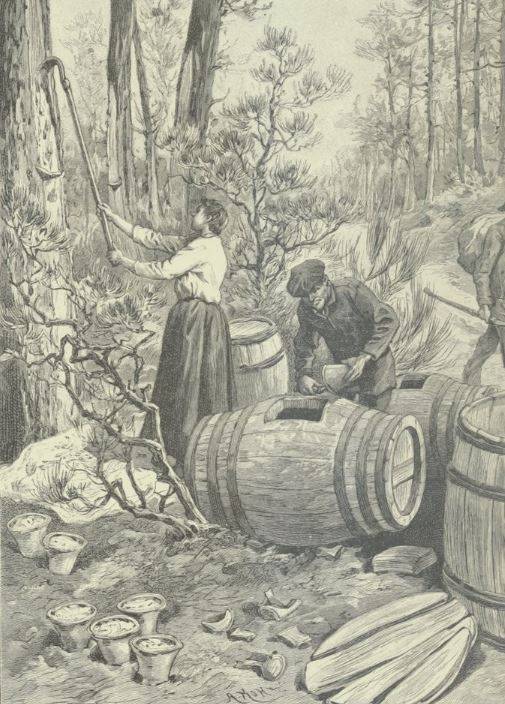 Récolte de la résine, extrait de Dunes et landes de Gascogne : gemmage du pin maritime, par M. A. Violette, 1900 - source : Gallica-BnF