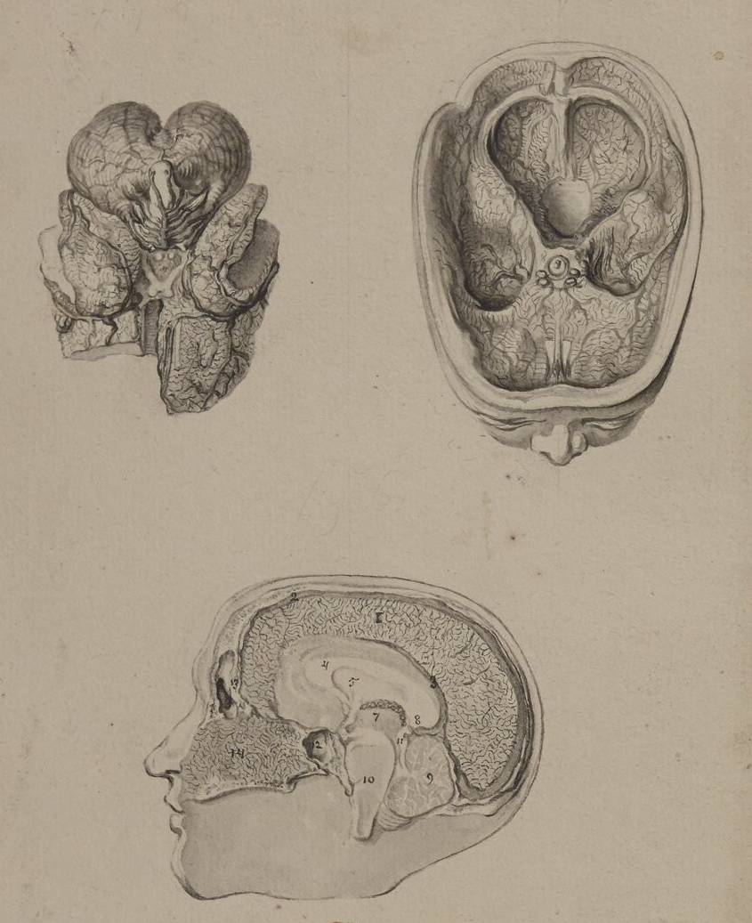 Coupe du crâne, dessin de J. De Sève, 1749 – source : Gallica-BnF