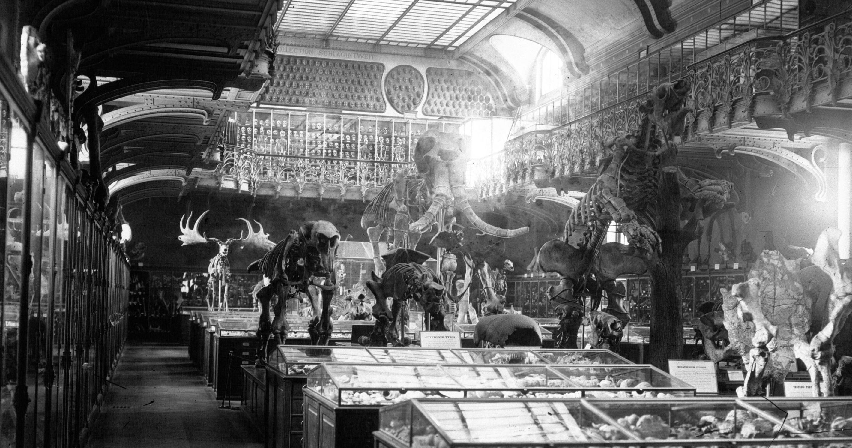 La salle de paléontologie au Muséum, 1919 - source : Gallica-BnF