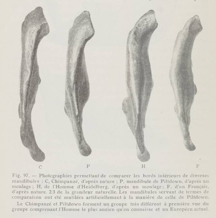 Comparaisons de diverses mandibules d'espèces pré-humaines, tirée de « Les hommes fossiles : éléments de paléontologie humaine », 1921 - source : Gallica-BnF