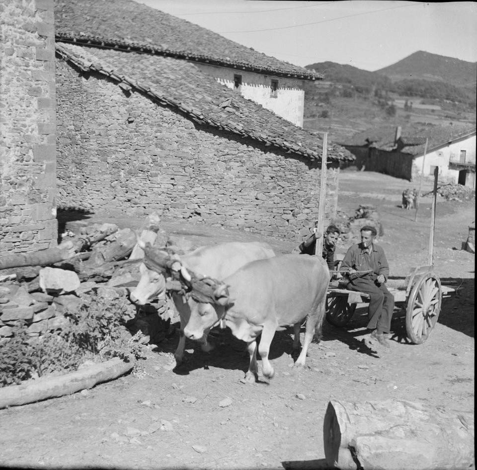 Attelage de bœufs dans un village du Pays basque, 1949, Philippe Joudiou - source : Gallica-BnF